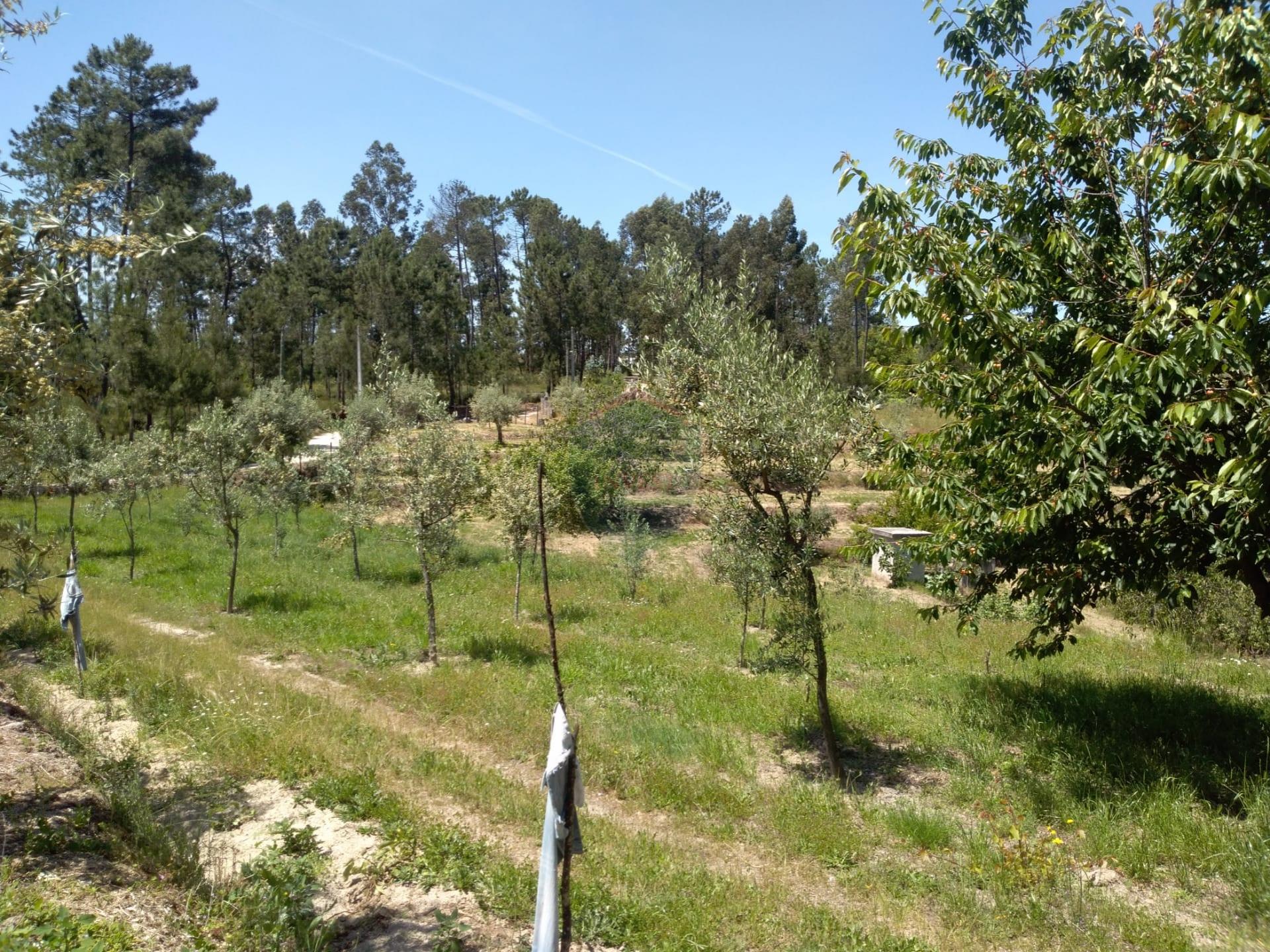 Terreno  Venda em Silgueiros,Viseu