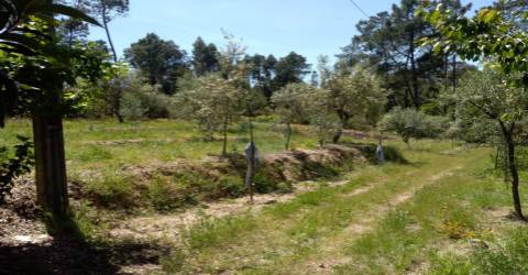 Terreno  Venda em Silgueiros,Viseu