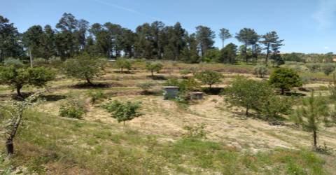 Terreno  Venda em Silgueiros,Viseu