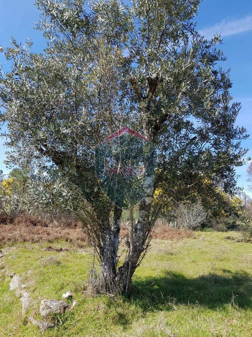 Terreno  Venda em Espinho,Mangualde