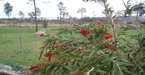 Quinta  Venda em Bodiosa,Viseu