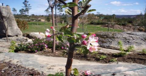 Quinta  Venda em Bodiosa,Viseu