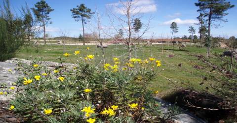 Quinta  Venda em Bodiosa,Viseu