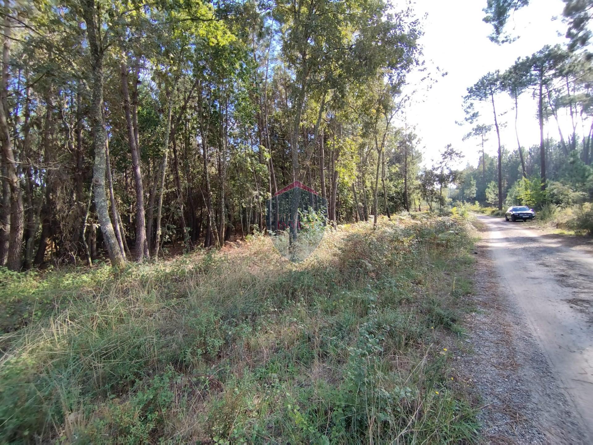 Terreno  Venda em São Pedro de France,Viseu