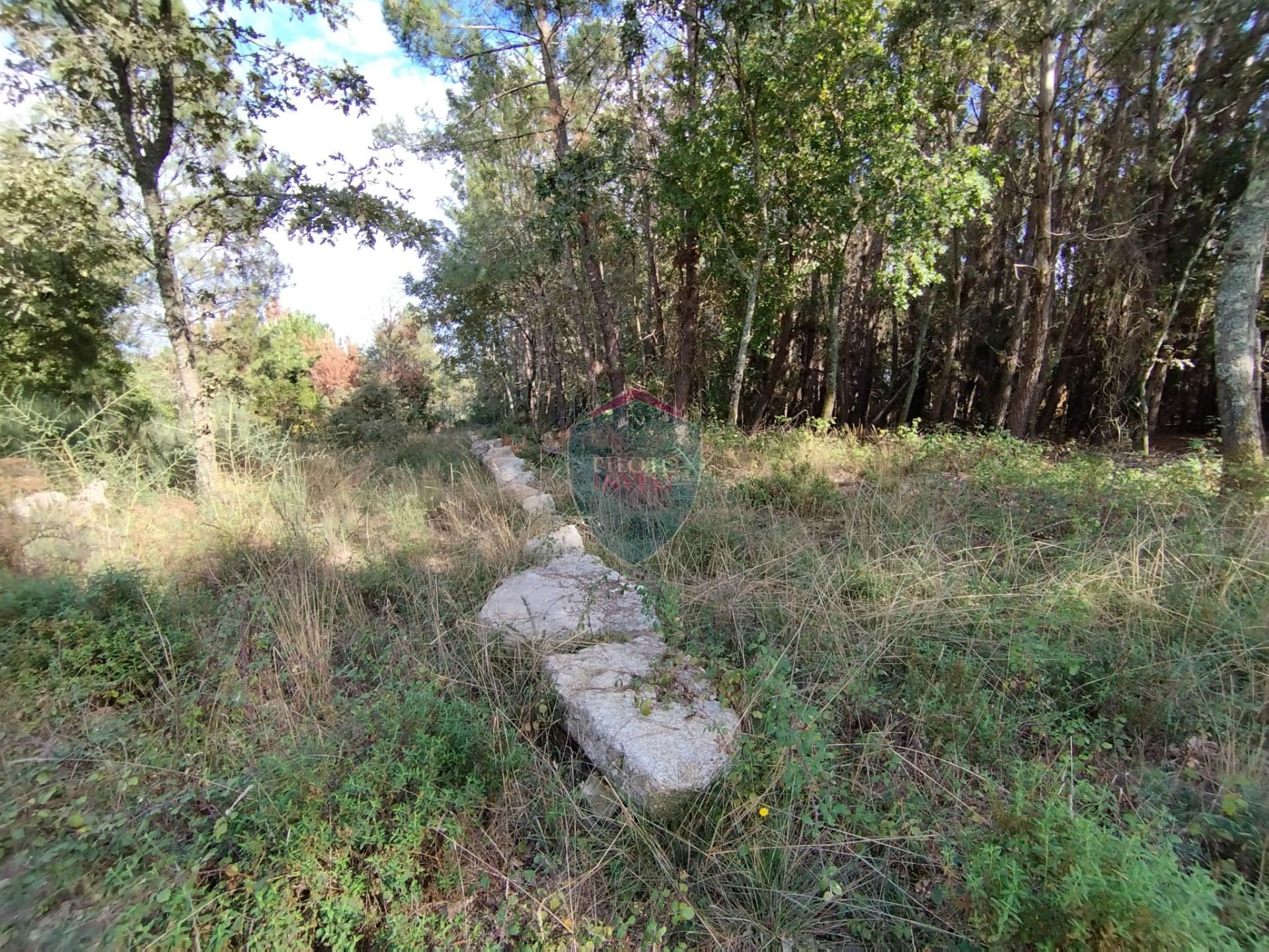 Terreno  Venda em São Pedro de France,Viseu