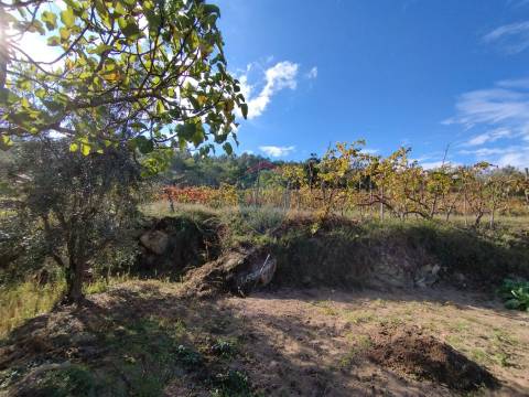 Terreno  Venda em São Pedro de France,Viseu