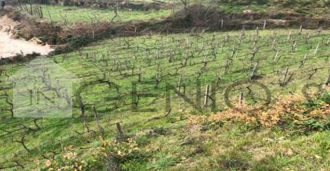 Terreno  Venda em Cerva e Limões,Ribeira de Pena