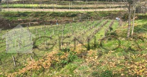 Terreno  Venda em Cerva e Limões,Ribeira de Pena
