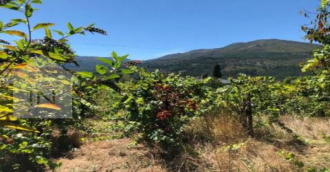 Terreno  Venda em Cerva e Limões,Ribeira de Pena