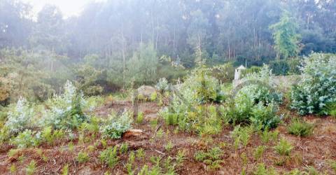 Terreno Para Construção  Venda em Vale (São Cosme), Telhado e Portela,Vila Nova de Famalicão