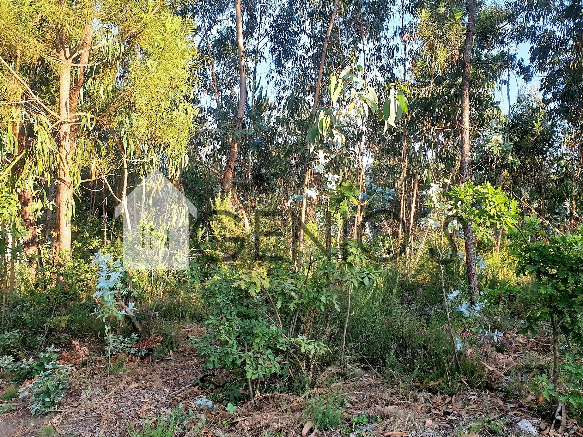 Terreno em Gondifelos para construção