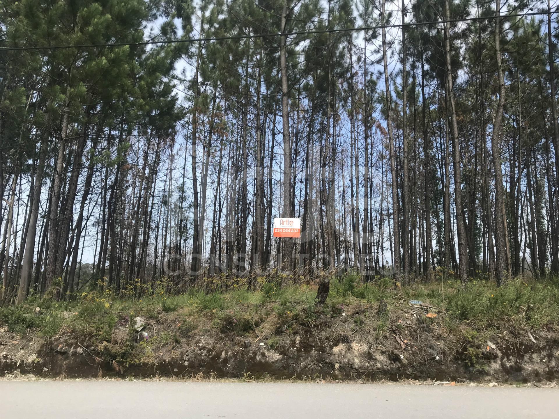 Terreno Urbano  Venda em Requeixo, Nossa Senhora de Fátima e Nariz,Aveiro