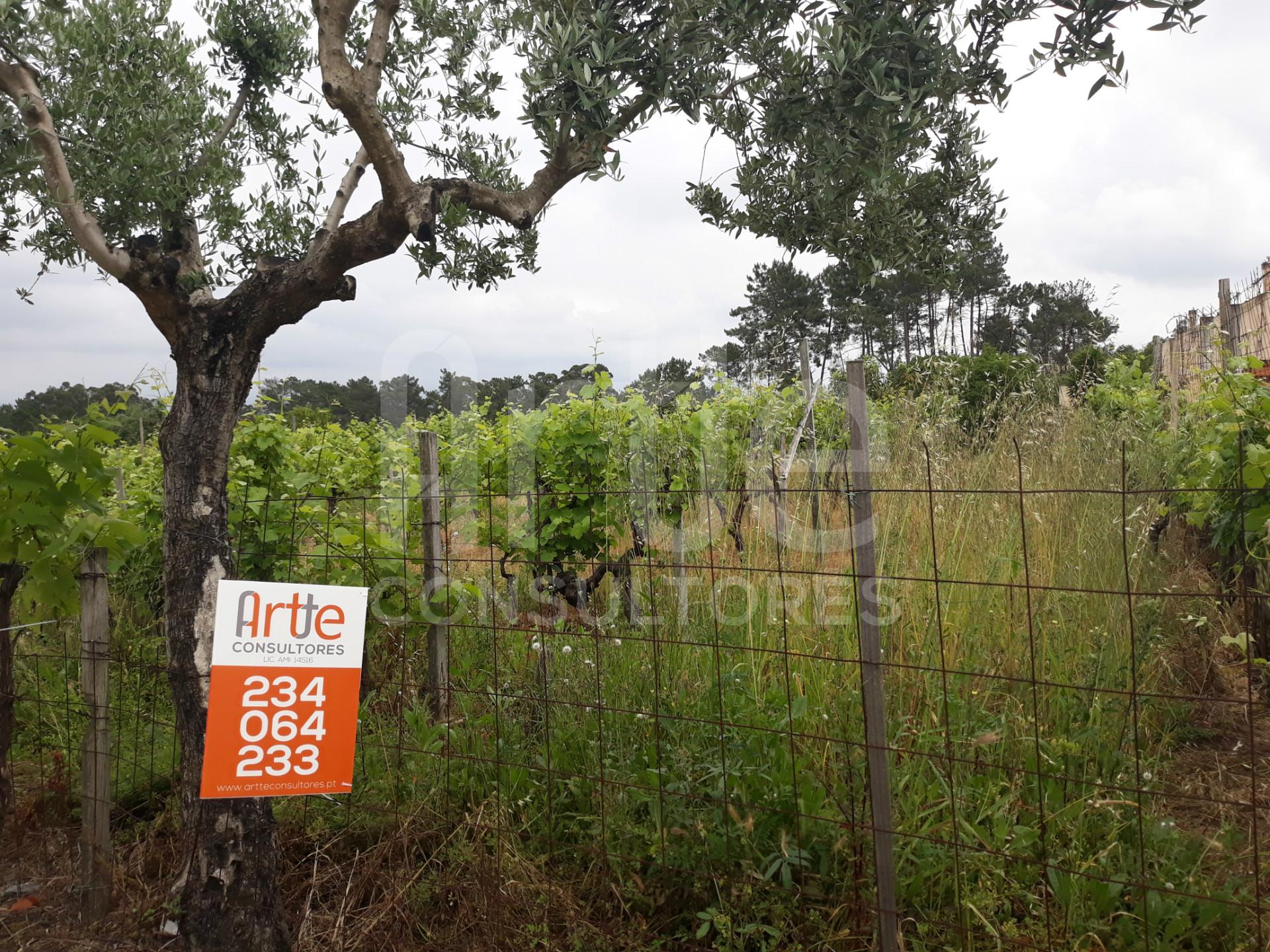 Terreno  Venda em Oiã,Oliveira do Bairro