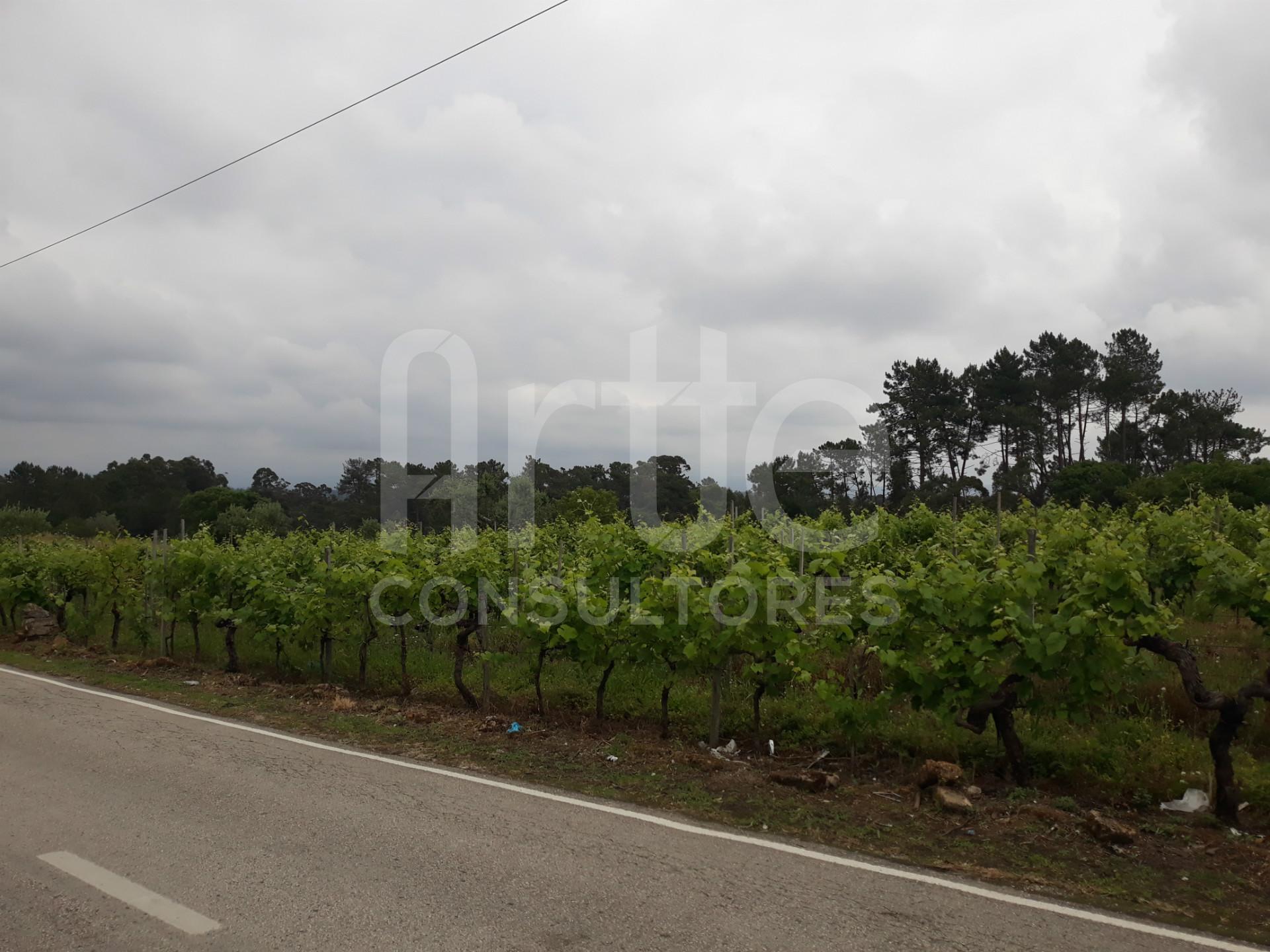 Terreno  Venda em Oiã,Oliveira do Bairro