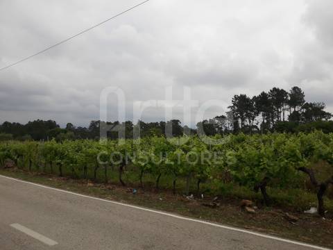 Terreno  Venda em Oiã,Oliveira do Bairro