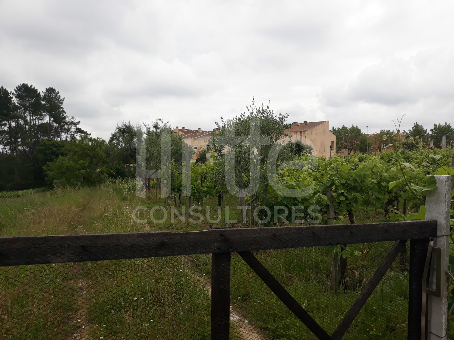 Terreno  Venda em Oiã,Oliveira do Bairro