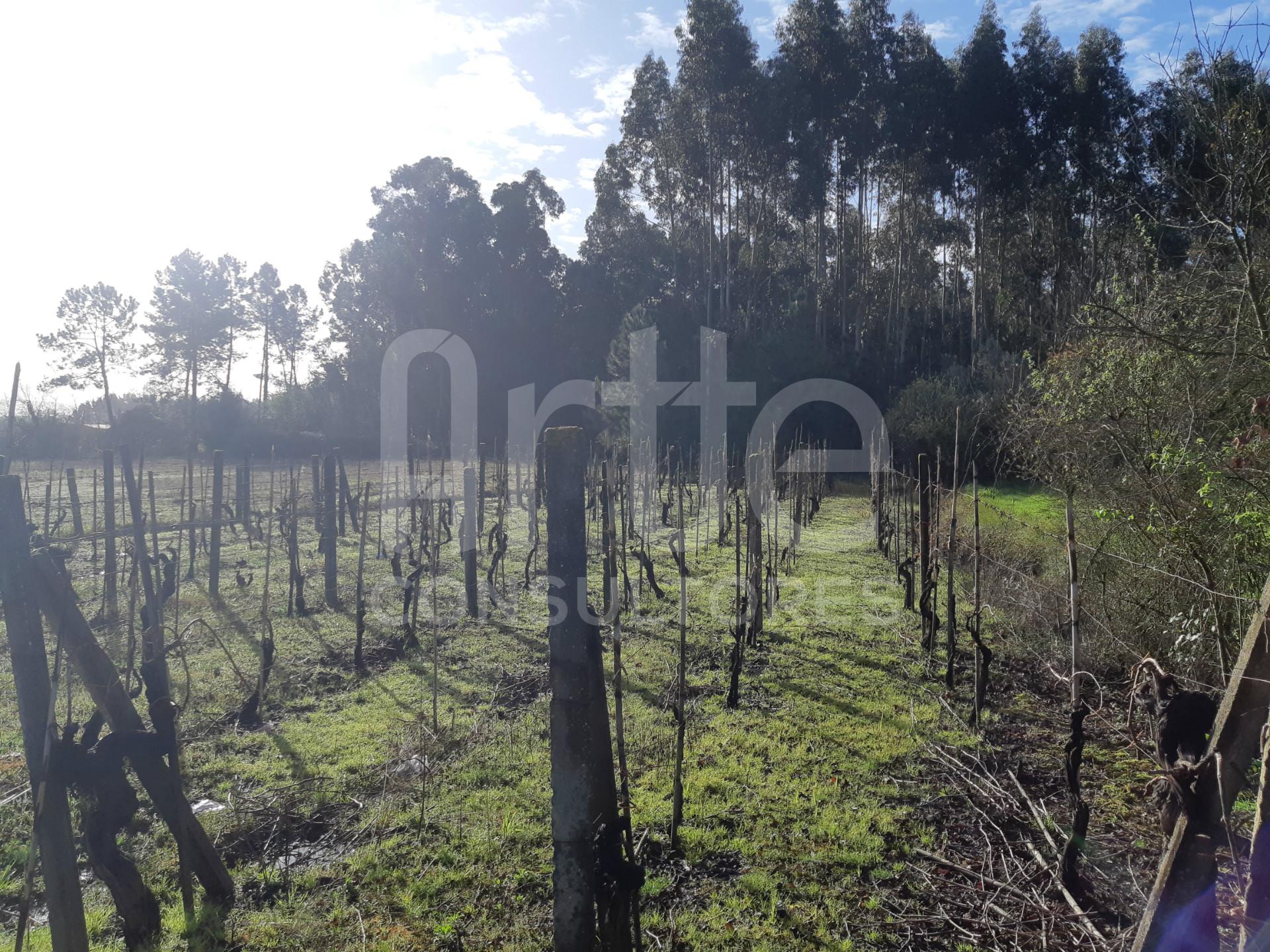 Terreno  Venda em Oliveira do Bairro,Oliveira do Bairro