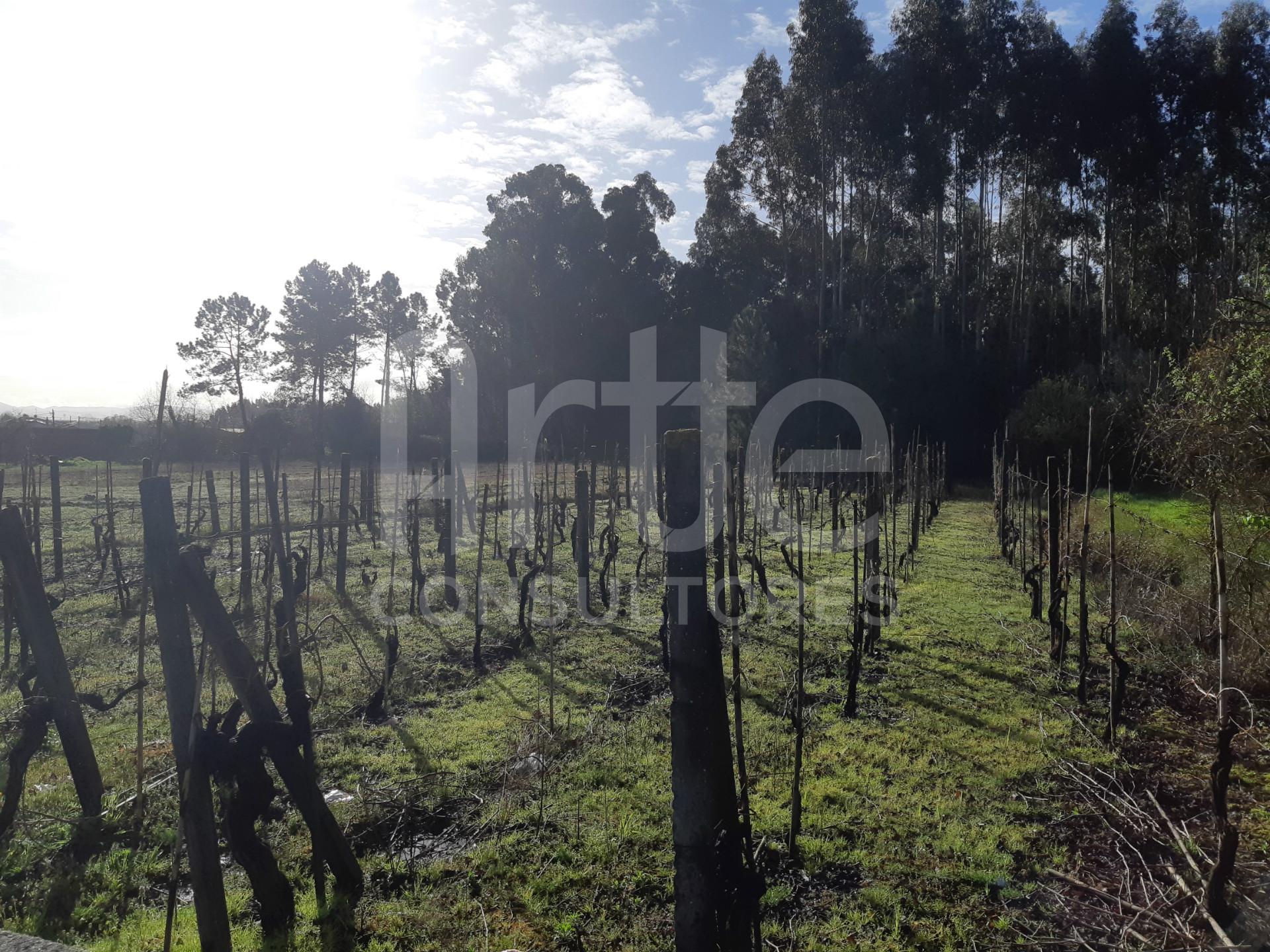 Terreno  Venda em Oliveira do Bairro,Oliveira do Bairro