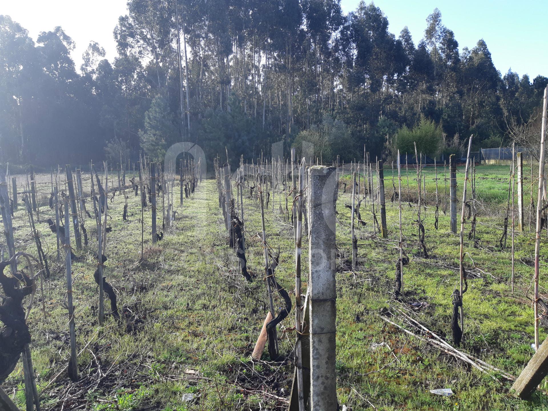 Terreno  Venda em Oliveira do Bairro,Oliveira do Bairro