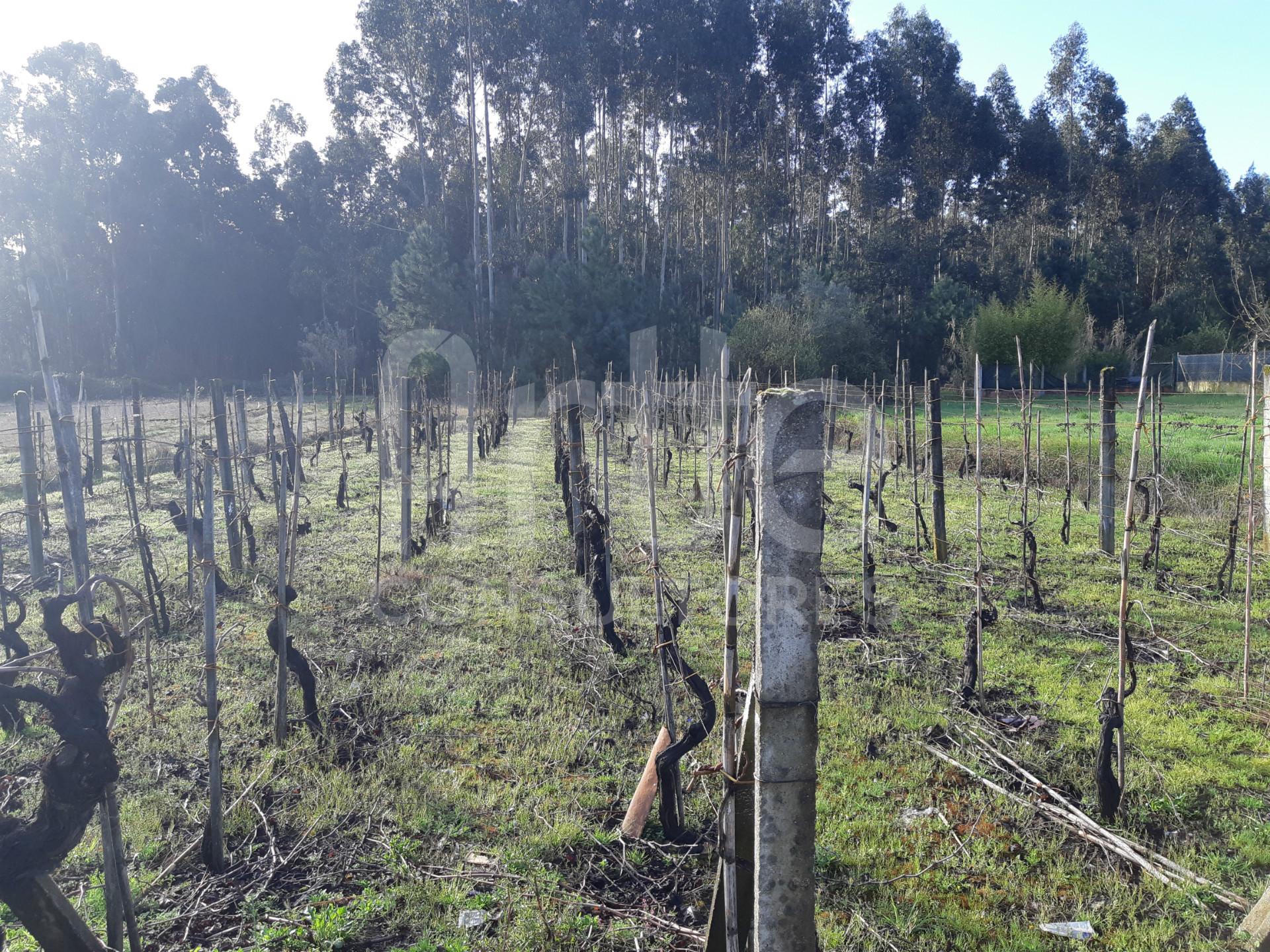 Terreno  Venda em Oliveira do Bairro,Oliveira do Bairro