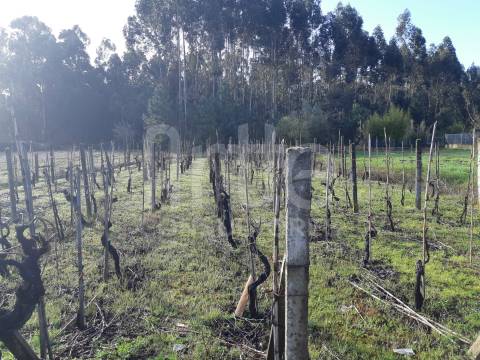 Terreno  Venda em Oliveira do Bairro,Oliveira do Bairro