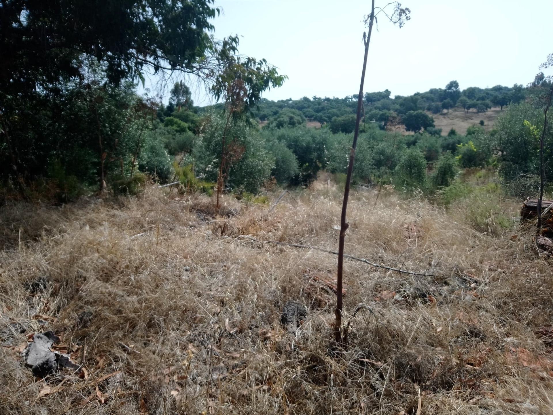 Terreno Rústico  Venda em Escalos de Cima e Lousa,Castelo Branco