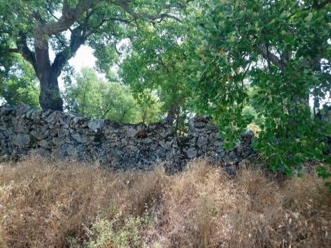 Terreno Rústico  Venda em Escalos de Cima e Lousa,Castelo Branco