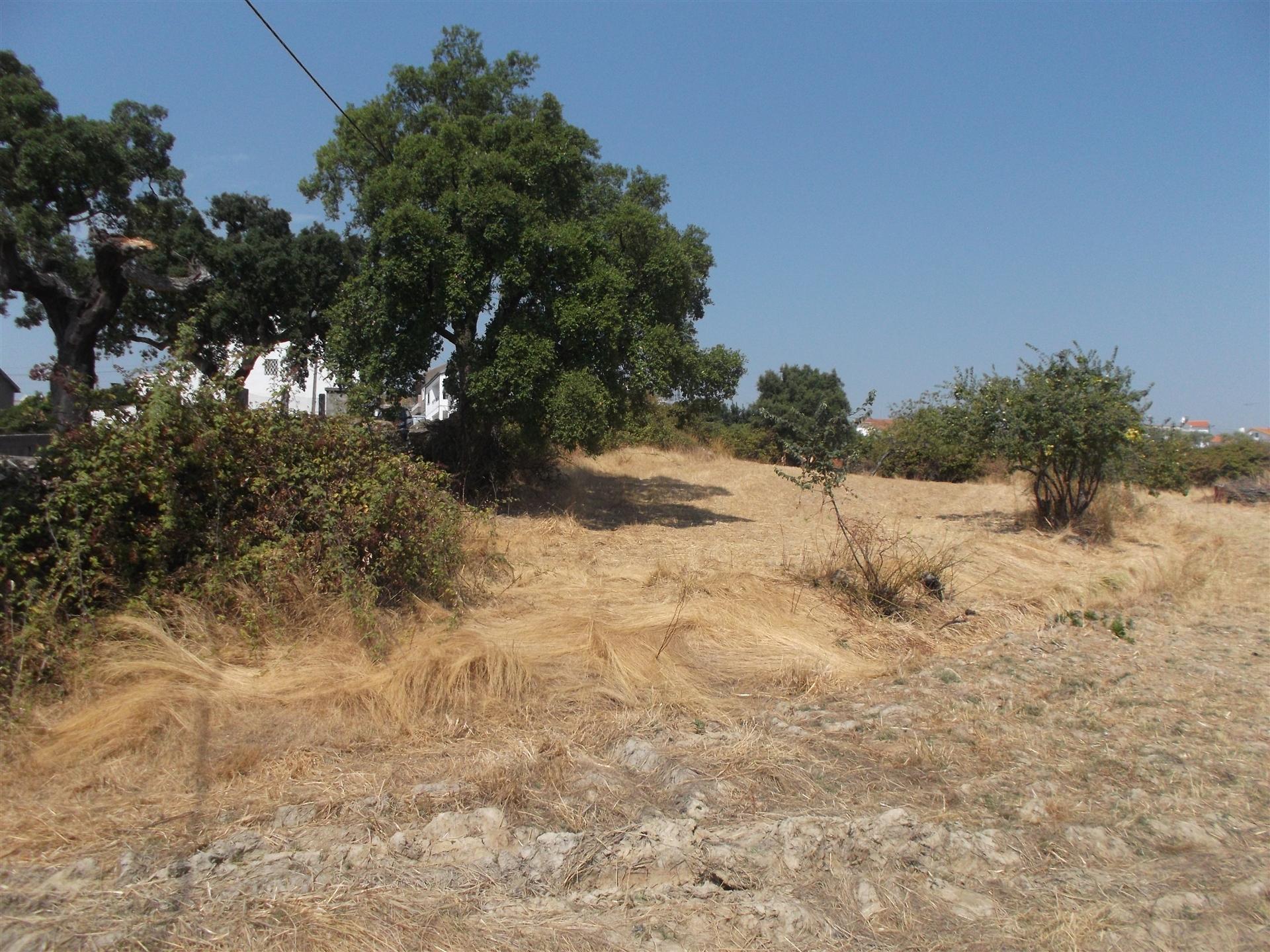 Terreno  Venda em Castelo Branco,Castelo Branco