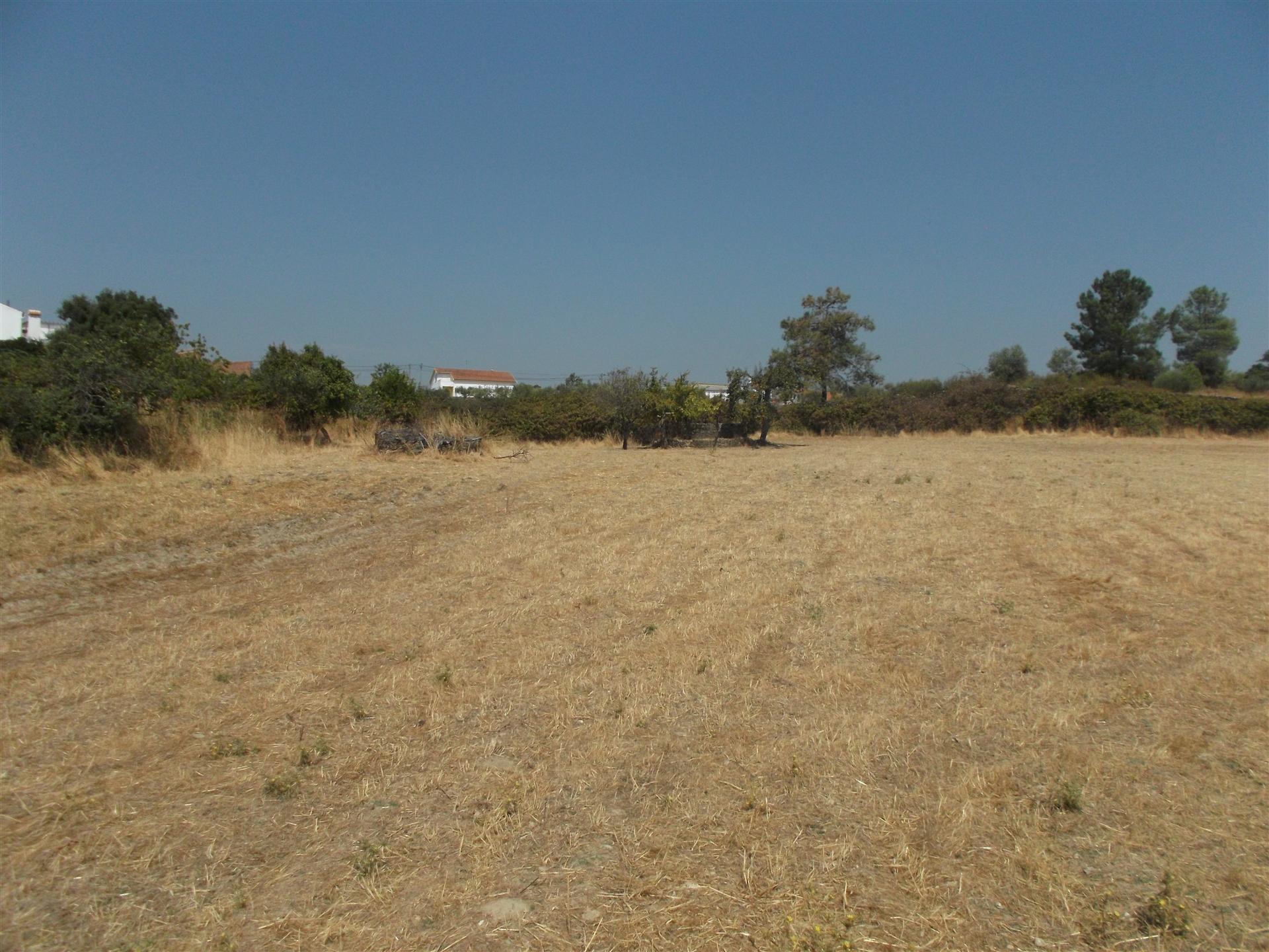 Terreno  Venda em Castelo Branco,Castelo Branco