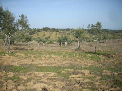 Quintinha  Venda em Escalos de Baixo e Mata,Castelo Branco