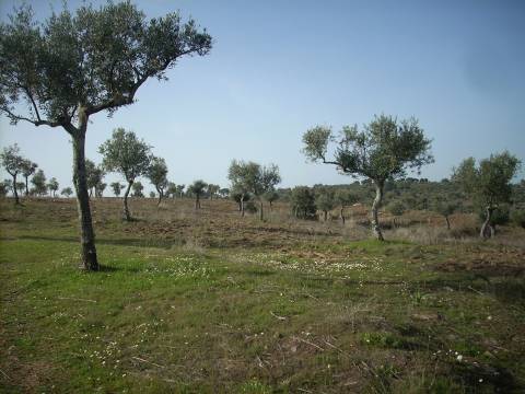 Quintinha  Venda em Escalos de Baixo e Mata,Castelo Branco