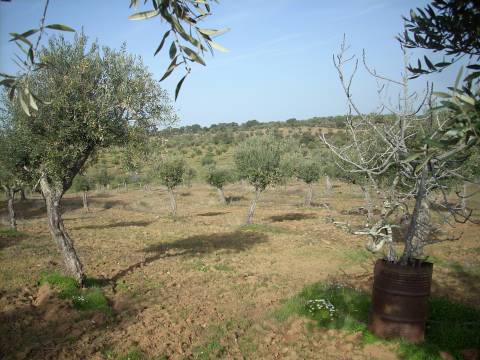 Quintinha  Venda em Escalos de Baixo e Mata,Castelo Branco