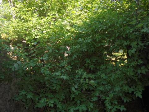 Moradia T1 Venda em Benquerenças,Castelo Branco