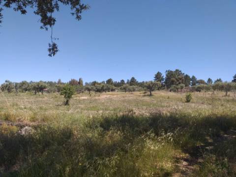 Terreno Rústico  Venda em Salgueiro do Campo,Castelo Branco