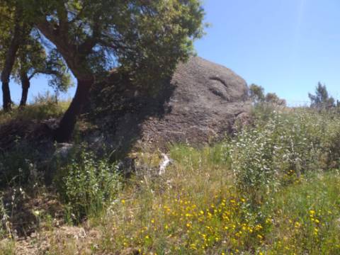 Terreno Rústico  Venda em Salgueiro do Campo,Castelo Branco