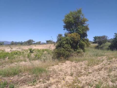 Terreno Rústico  Venda em Salgueiro do Campo,Castelo Branco