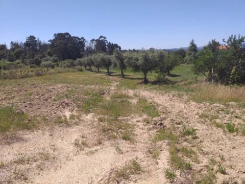 Terreno Rústico  Venda em Salgueiro do Campo,Castelo Branco