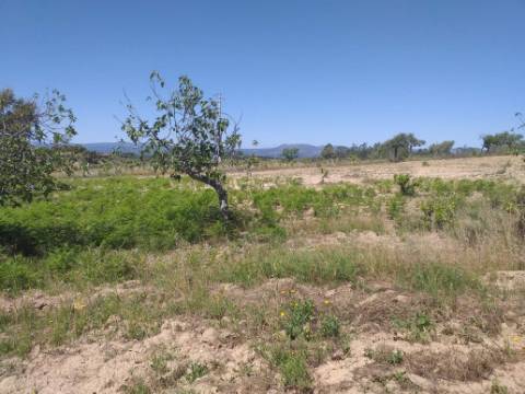Terreno Rústico  Venda em Salgueiro do Campo,Castelo Branco