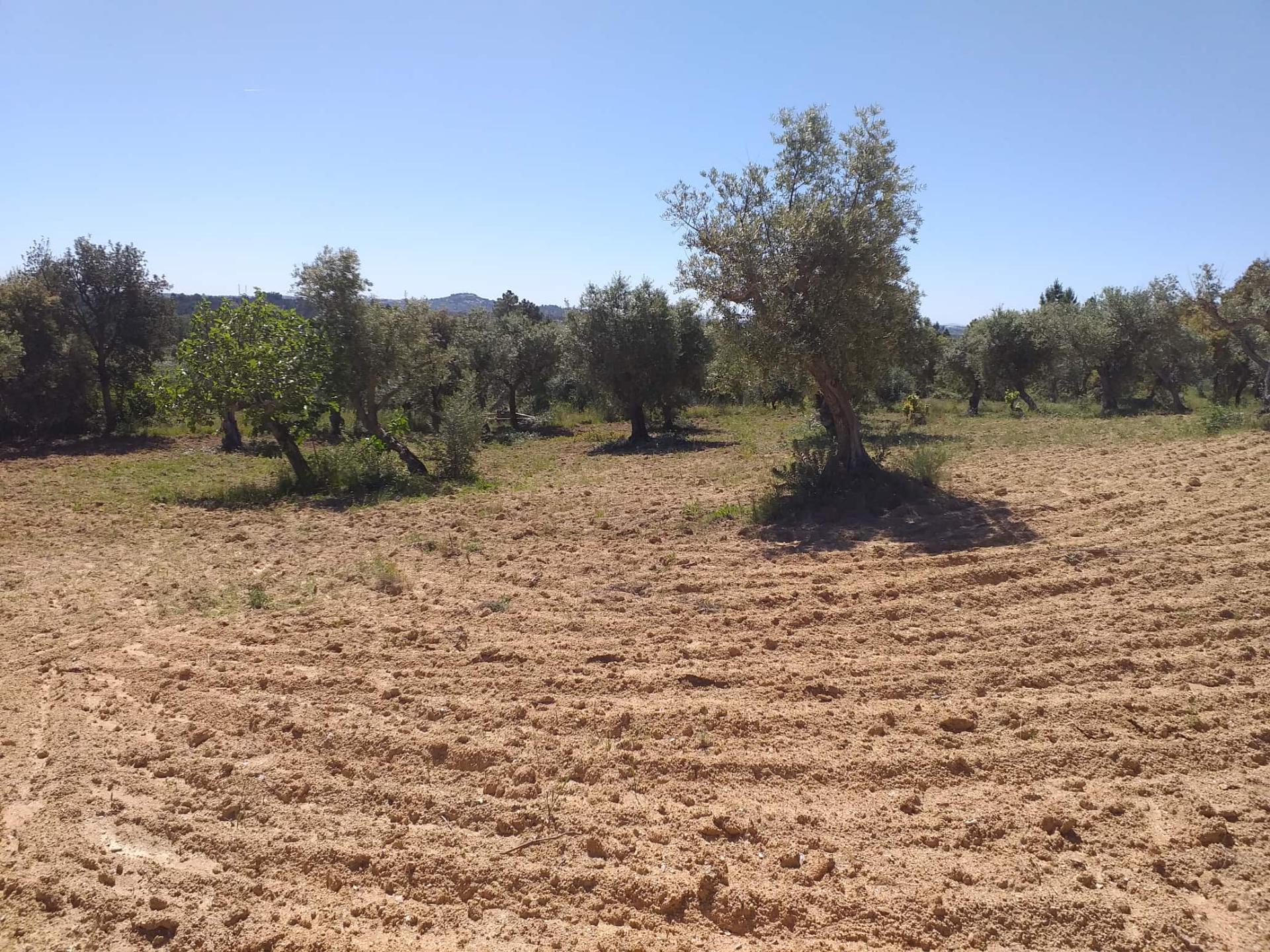 Terreno Rústico  Venda em Salgueiro do Campo,Castelo Branco