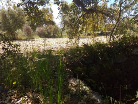 Terreno Rústico  Venda em Salgueiro do Campo,Castelo Branco