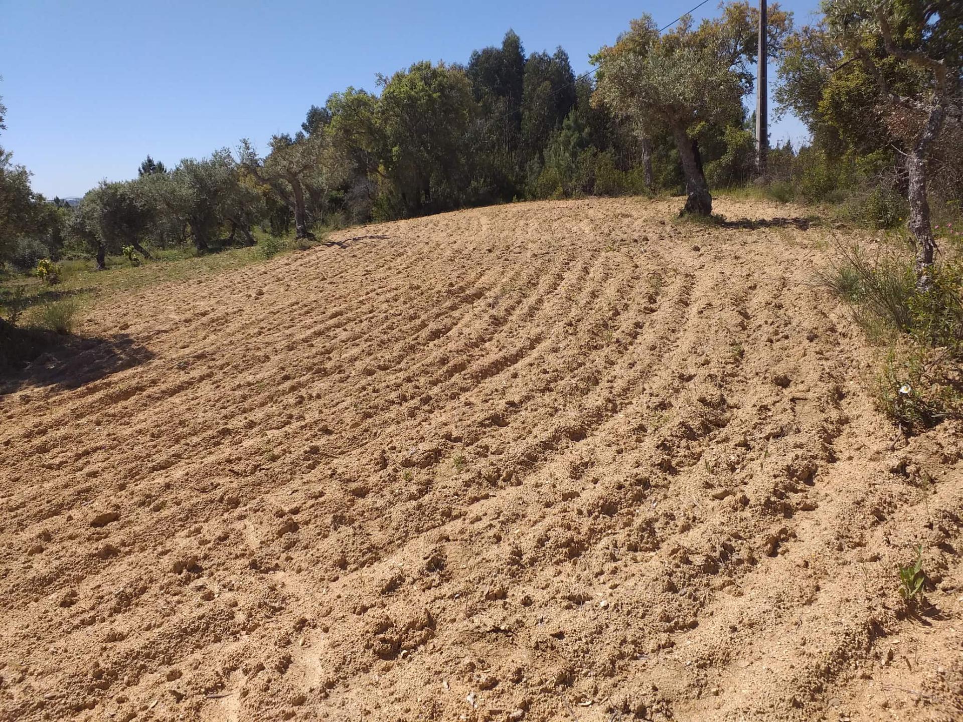 Terreno Rústico  Venda em Salgueiro do Campo,Castelo Branco