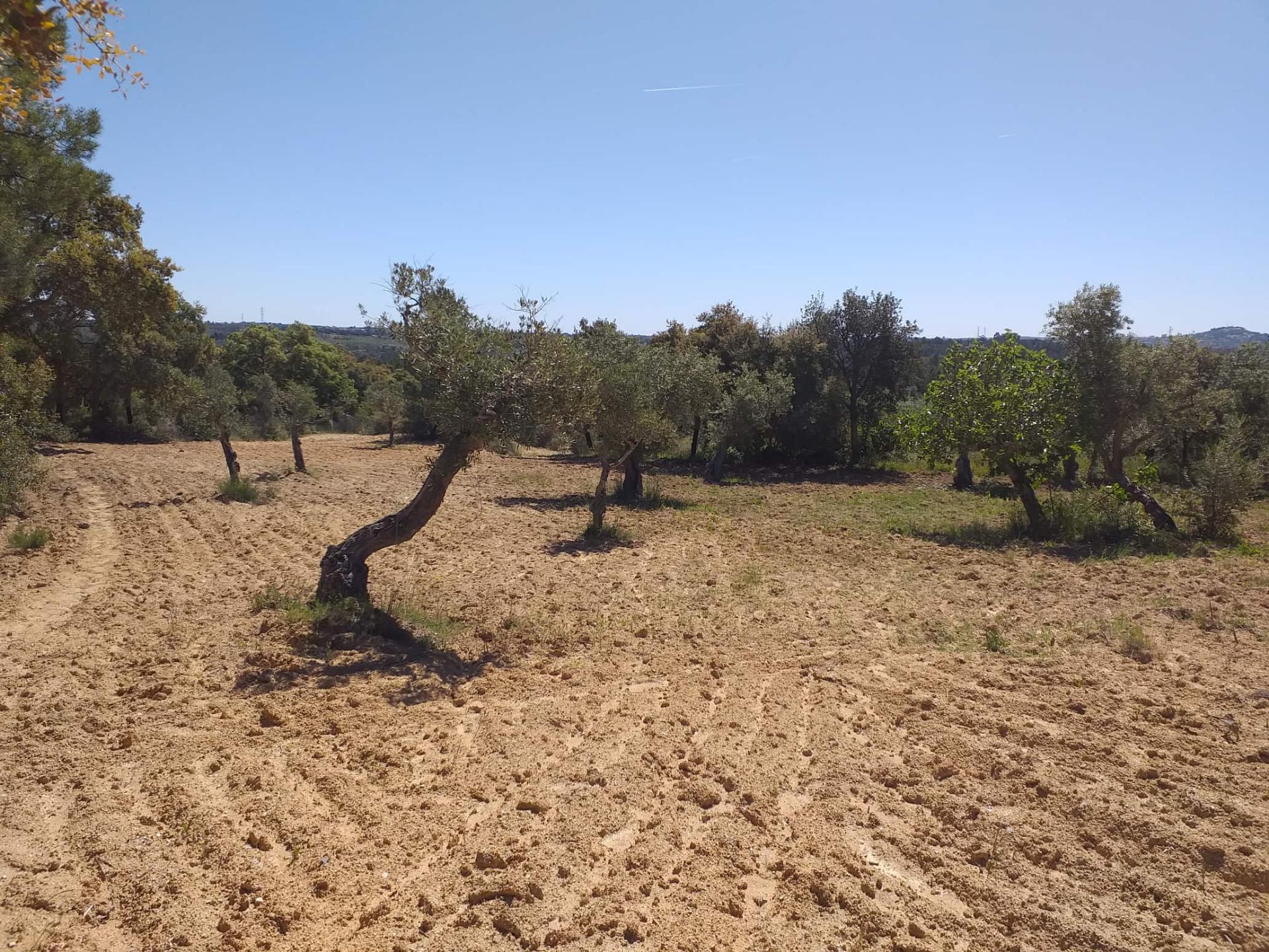 Terreno Rústico  Venda em Salgueiro do Campo,Castelo Branco