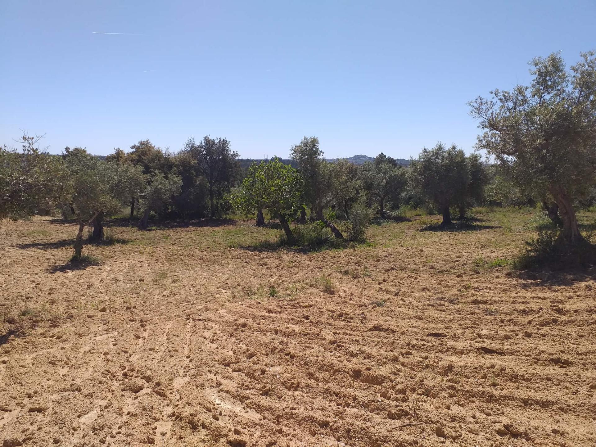 Terreno Rústico  Venda em Salgueiro do Campo,Castelo Branco