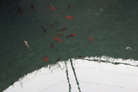 Quinta  Venda em Freixial e Juncal do Campo,Castelo Branco