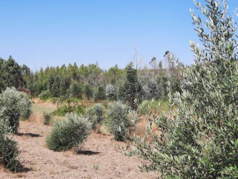 Quinta  Venda em Freixial e Juncal do Campo,Castelo Branco
