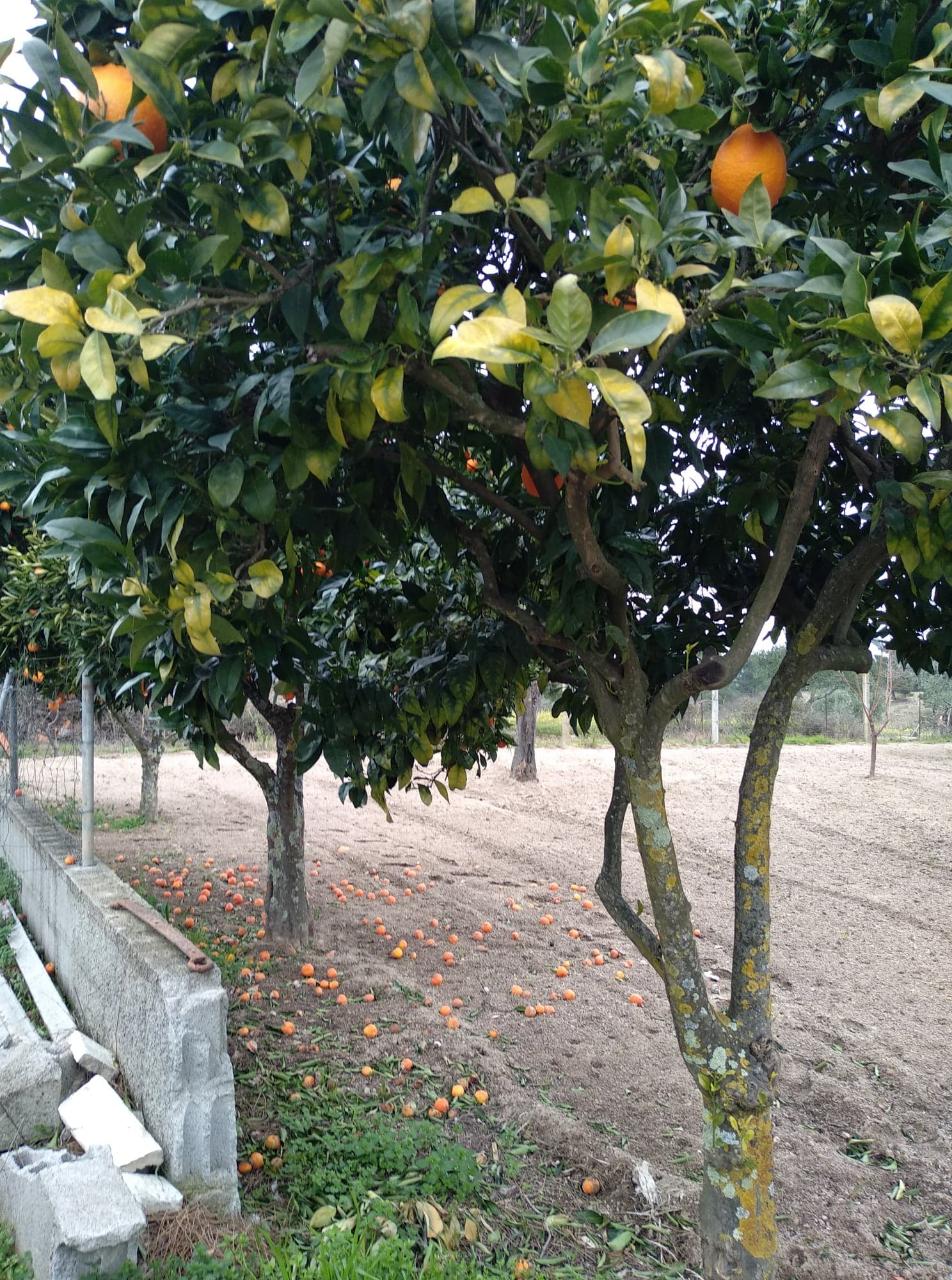 Quintinha  Venda em Lardosa,Castelo Branco