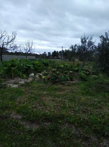 Quintinha  Venda em Lardosa,Castelo Branco