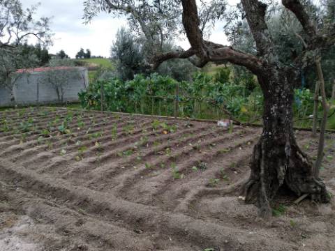 Quintinha  Venda em Lardosa,Castelo Branco
