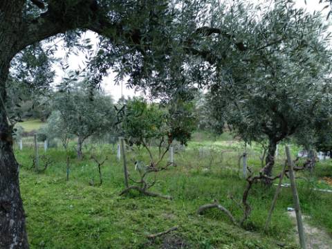 Quintinha  Venda em Lardosa,Castelo Branco
