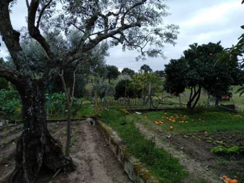 Quintinha  Venda em Lardosa,Castelo Branco